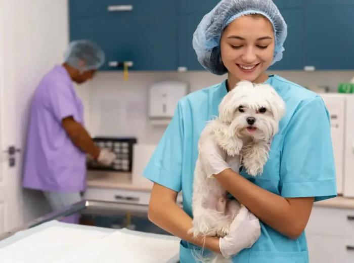 Seasonal Pet Care Tips from Your Local Vet