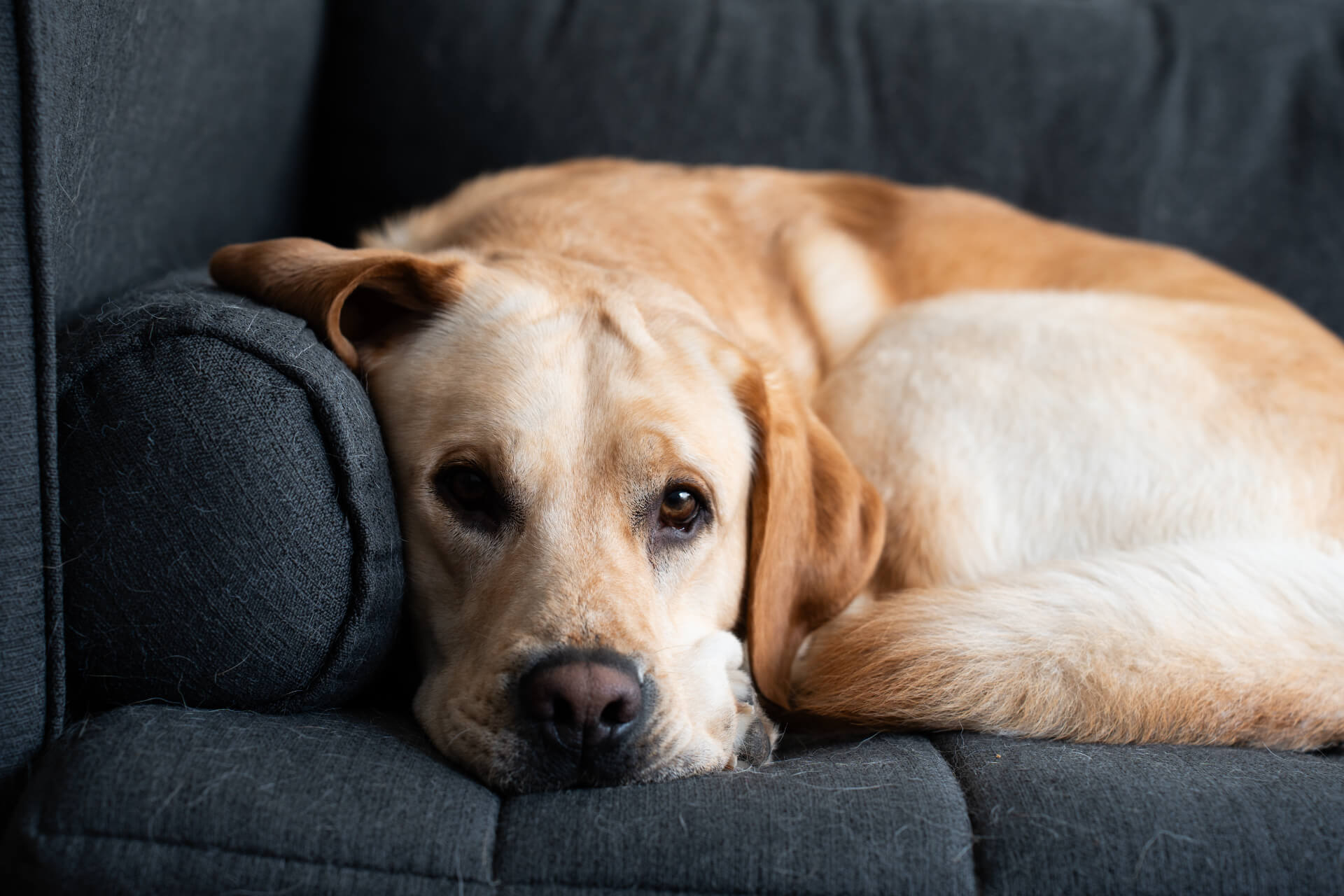 Pet Clinic in Montgomery Mobile Slider