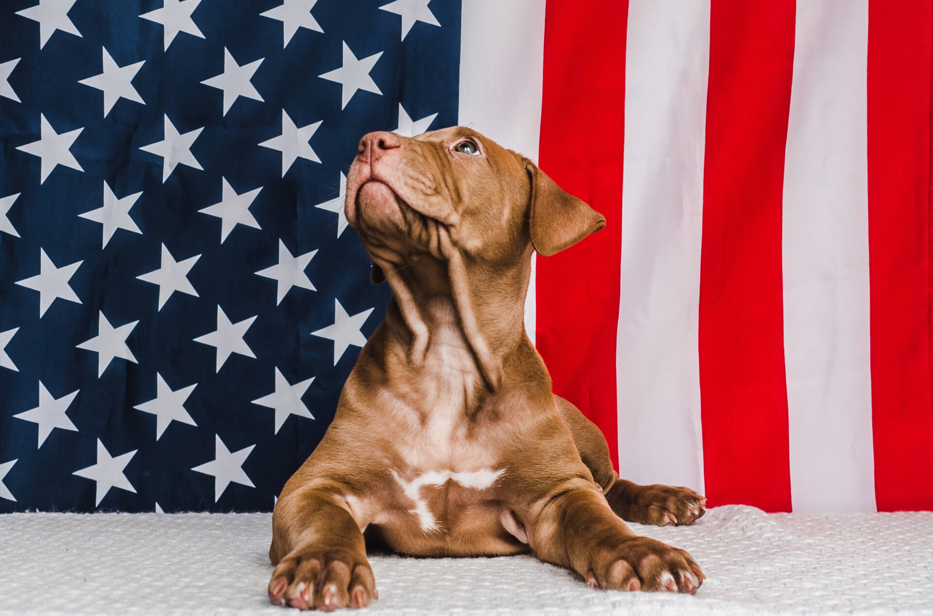 Montgomery Veterinarian Mobile Slider