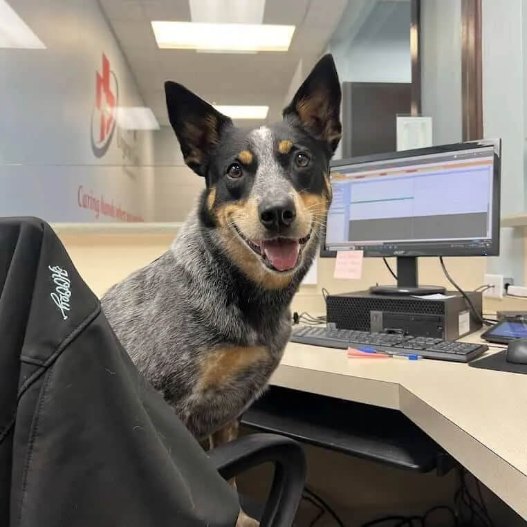 Dog sitting at reception desk