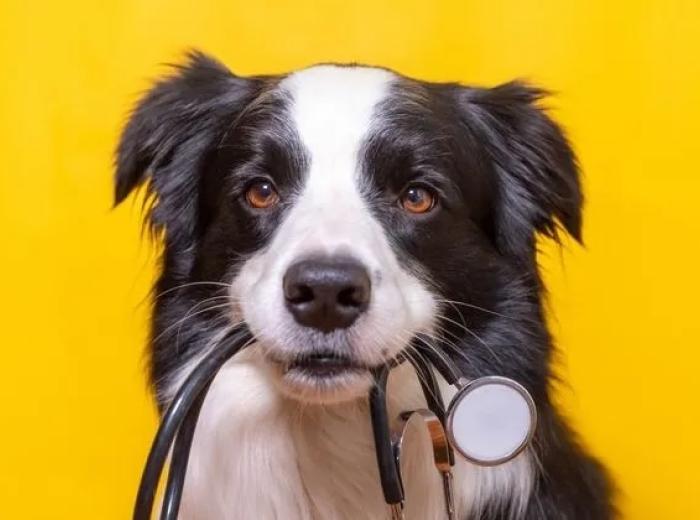 Services Offered at an Animal Hospital in Montgomery, AL