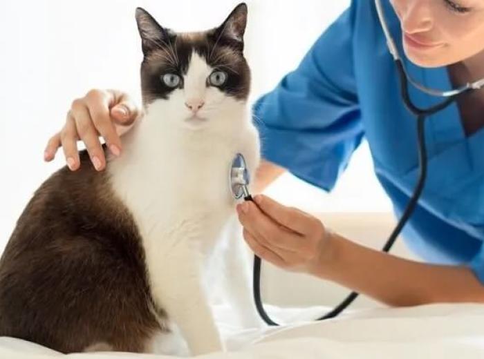Making a First Appointment With a Cat Vet in Montgomery, AL