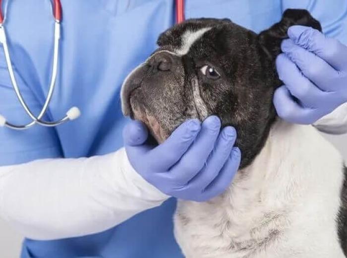 The Importance of Scheduling a Dog Wellness Exam