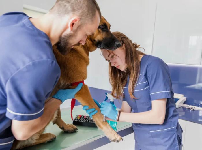 Vet Care: Routine Checkups and Preventative Services for Your Pet