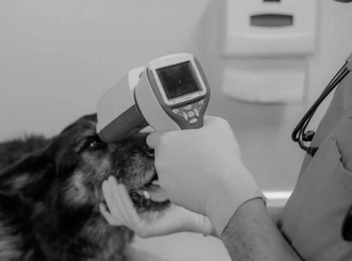 Should I See an Urgent Care or ER Vet in Montgomery, AL?