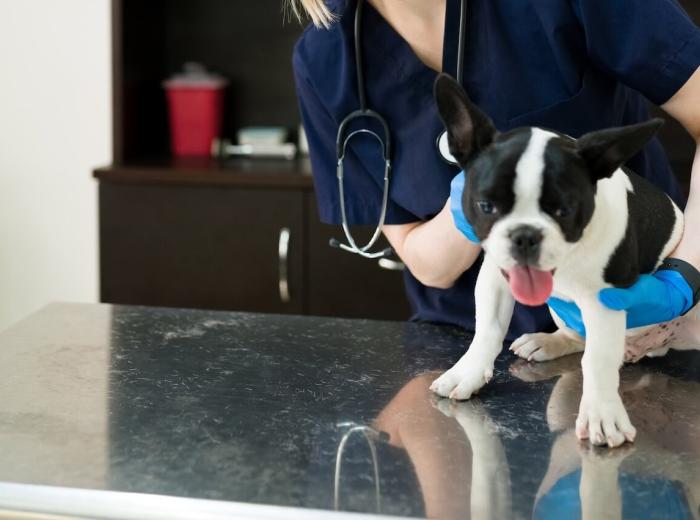 Emergency Vet: What to Expect During a Pet Emergency