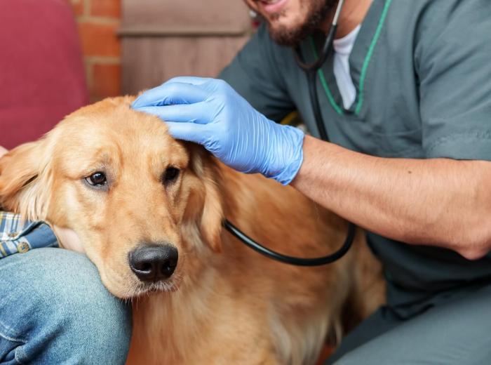 How Do I Know When It's Time for Pet Euthanasia?