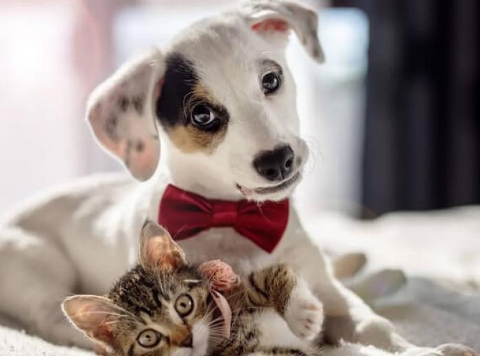 Does Your Furry Friend Need a Pet Wellness Exam?