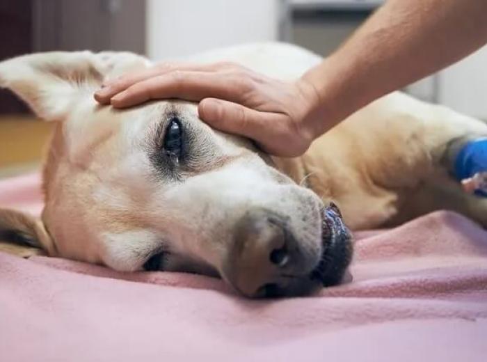 Beyond the Check-Up: How a Veterinary Clinic and Veterinarian Support Your Pet's Overall Wellness