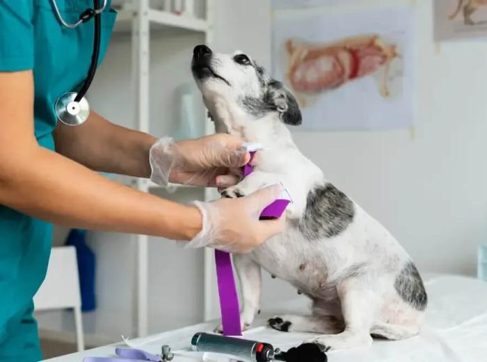 How a Veterinarian Balances Science and Heart in Every Diagnosis