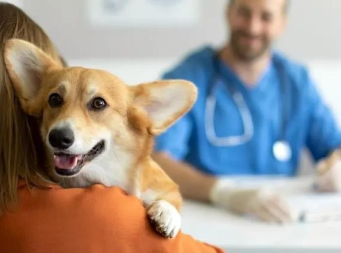 Types of Veterinary Care in Montgomery, Al