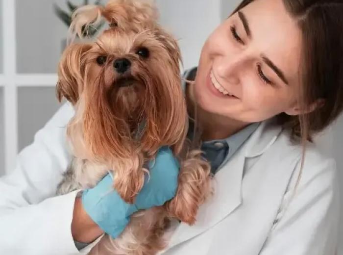 Vet Services: What to Expect During an Urgent Care Visit