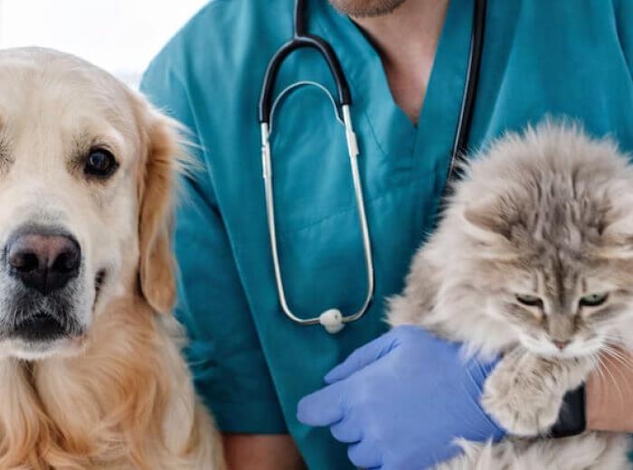 When to Visit a Vet Walk-In Clinic in Montgomery, AL