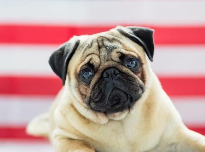 4 Potential Dangers to Your Pet On the 4th of July