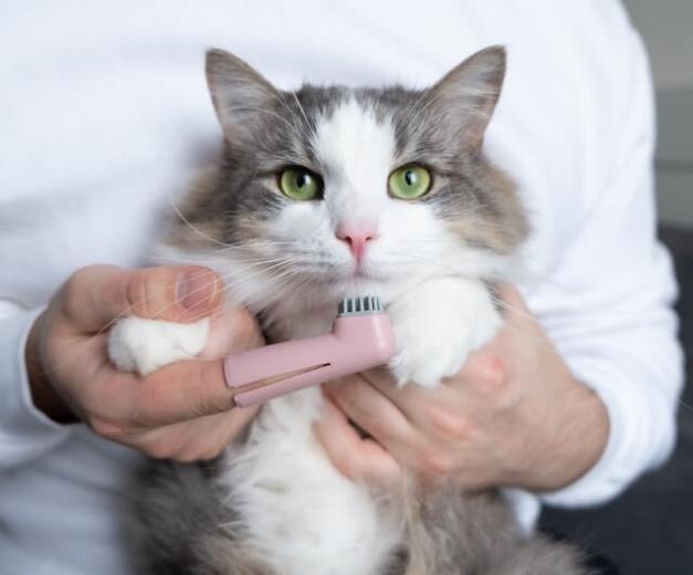 Cat Dental Care