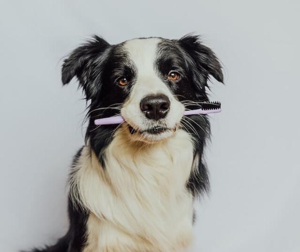 Dog Dental Care